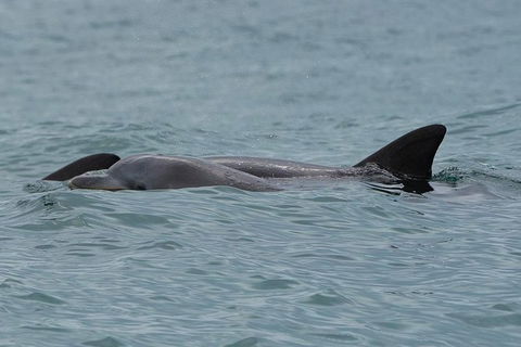 Noosa Oceanrider Scenic Dolphin Safari - Accommodation Broome 4