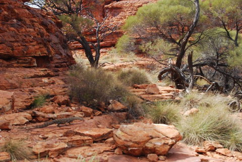 Kings Canyon Day Trip From Ayers Rock - Accommodation Broome 24