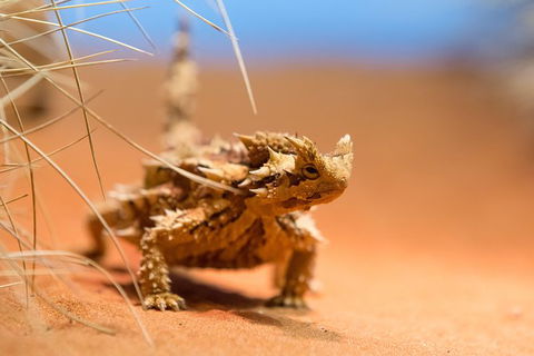 Alice Springs Desert Park General Entry Ticket - Accommodation Broome 8