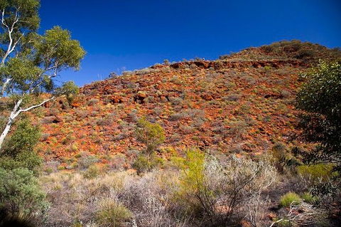 Palm Valley 4WD Tour From Alice Springs - Accommodation Broome 7