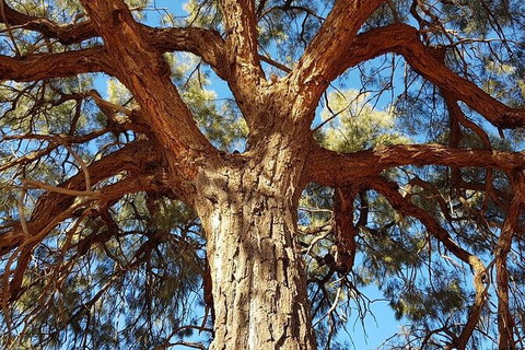 Mount Conner 4WD Small Group Tour From Ayers Rock Including Dinner - Accommodation Broome 4