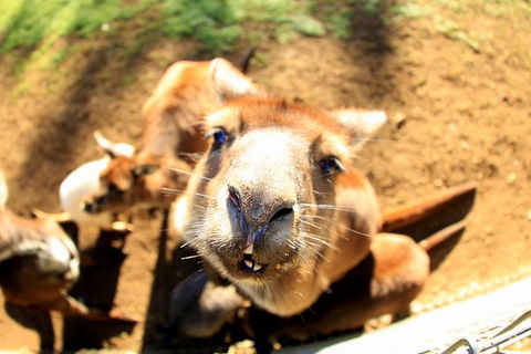 All-Inclusive Blue Mountains Day Trip With River Cruise - Accommodation Broome 1