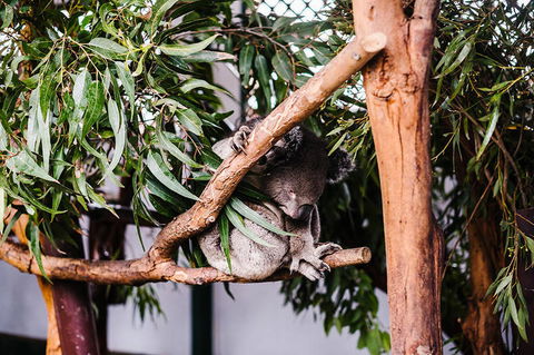 All-Inclusive Blue Mountains Day Trip With River Cruise - Accommodation Broome 14