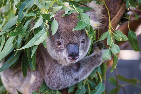 Private Guided Tour: Blue Mountains Tour From Sydney - Accommodation Broome 4