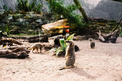 Sydney Taronga Zoo General Entry Ticket And Wild Australia Experience - Accommodation Broome 10