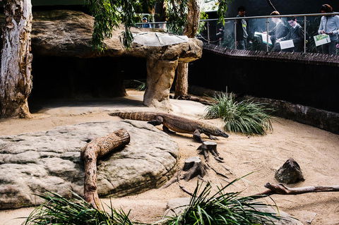 Sydney Taronga Zoo General Entry Ticket And Wild Australia Experience - Accommodation Broome 11