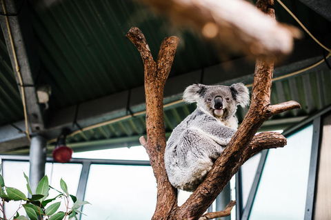 Sydney Taronga Zoo General Entry Ticket And Wild Australia Experience - Accommodation Broome 2