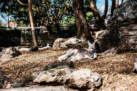 Sydney Taronga Zoo General Entry Ticket And Wild Australia Experience - Accommodation Broome 7