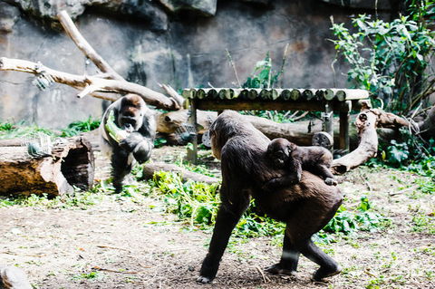 Sydney Taronga Zoo General Entry Ticket And Wild Australia Experience - Accommodation Broome 12