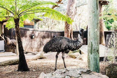 Sydney Taronga Zoo General Entry Ticket And Wild Australia Experience - Accommodation Broome 1