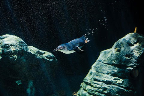 Sydney Taronga Zoo General Entry Ticket And Wild Australia Experience - Accommodation Broome 4