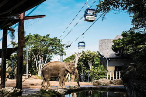 Sydney Taronga Zoo General Entry Ticket And Wild Australia Experience - Accommodation Broome 16