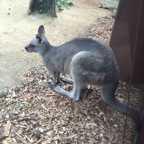 Sydney Attractions Pass: SEA LIFE Aquarium, Sydney Tower Eye, WILD LIFE Zoo And Madame Tussauds - Accommodation Broome 2