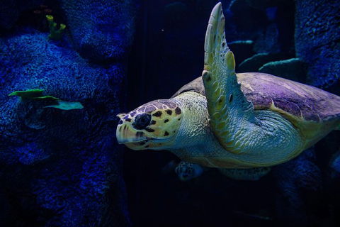 Sydney Attractions Pass: SEA LIFE Aquarium, Sydney Tower Eye, WILD LIFE Zoo And Madame Tussauds - Accommodation Broome 7