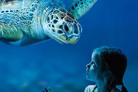 Sydney Shore Excursion: SEA LIFE Sydney Aquarium Entrance Ticket - Accommodation Broome 0