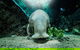 Sydney Shore Excursion: SEA LIFE Sydney Aquarium Entrance Ticket - thumb 7