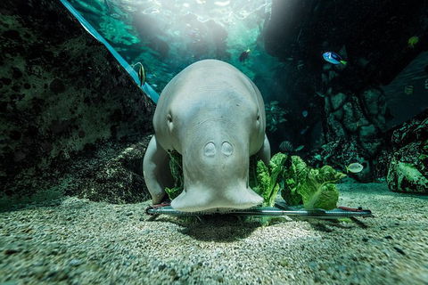 Sydney Shore Excursion: SEA LIFE Sydney Aquarium Entrance Ticket - Accommodation Broome 7