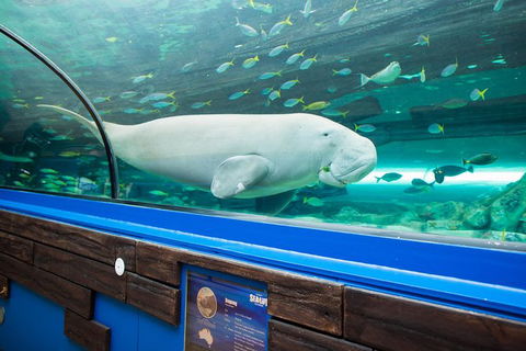 Sydney Shore Excursion: SEA LIFE Sydney Aquarium Entrance Ticket - Accommodation Broome 4