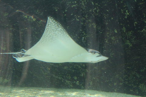 Sydney Pass: SEA LIFE Aquarium, Sydney Tower Eye, WILD LIFE Sydney, Sydney Harbour Cruise, And Madame Tussauds - Accommodation Broome 19