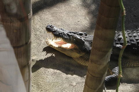 Sydney Pass: SEA LIFE Aquarium, Sydney Tower Eye, WILD LIFE Sydney, Sydney Harbour Cruise, And Madame Tussauds - Accommodation Broome 17