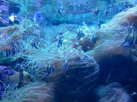Sydney Pass: SEA LIFE Aquarium, Sydney Tower Eye, WILD LIFE Sydney, Sydney Harbour Cruise, And Madame Tussauds - Accommodation Broome 14