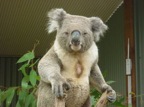 Sydney Pass: SEA LIFE Aquarium, Sydney Tower Eye, WILD LIFE Sydney, Sydney Harbour Cruise, And Madame Tussauds - Accommodation Broome 24