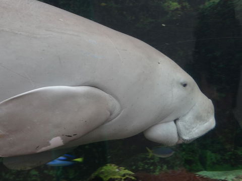 Sydney Pass: SEA LIFE Aquarium, Sydney Tower Eye, WILD LIFE Sydney, Sydney Harbour Cruise, And Madame Tussauds - Accommodation Broome 10