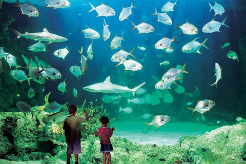 Sydney Pass: SEA LIFE Aquarium, Sydney Tower Eye, WILD LIFE Sydney, Sydney Harbour Cruise, And Madame Tussauds - Accommodation Broome 0