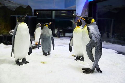 Sydney Pass: SEA LIFE Aquarium, Sydney Tower Eye, WILD LIFE Sydney, Sydney Harbour Cruise, And Madame Tussauds - Accommodation Broome 1