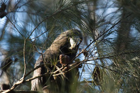 Private Blue Mountains Insider Tour From Sydney - Accommodation Broome 24