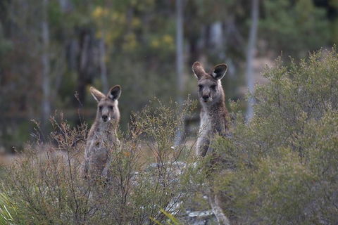 Private Blue Mountains Insider Tour From Sydney - Accommodation Broome 6