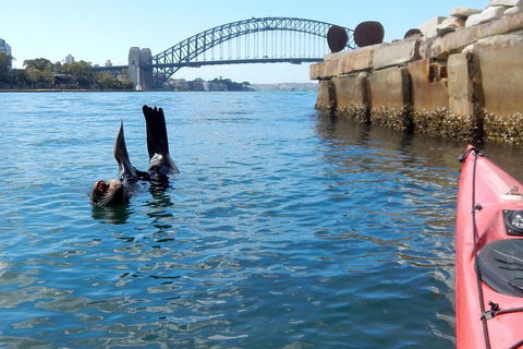 Kayak To Goat Island In Sydney Harbour With Local - Accommodation Broome 3