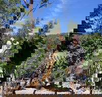 Private Shoalhaven Zoo Experience from Sydney - Accommodation Broome