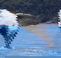 Whale Watching Jervis Bay - Accommodation Broome