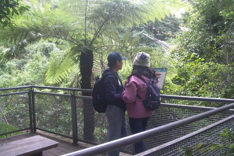 All-Day Blue Mountains Private Tour With Professional Guide For Up To 4 People - Accommodation Broome 19