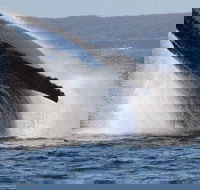Jervis Bay Whale Watching Tour - Accommodation Broome