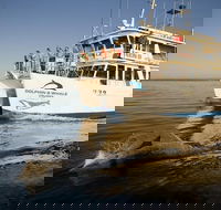 Jervis Bay Dolphin Watch Cruise - Accommodation Broome
