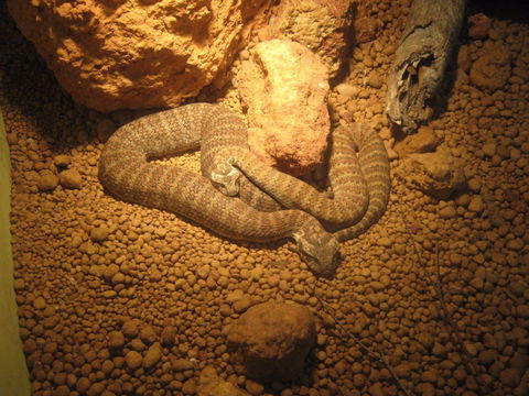 Armadale Reptile Centre - Accommodation Broome 1