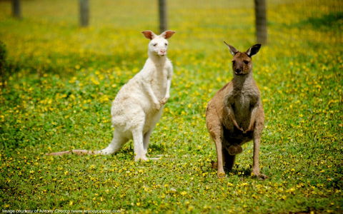 Bordertown Wildlife Park - Accommodation Broome 0