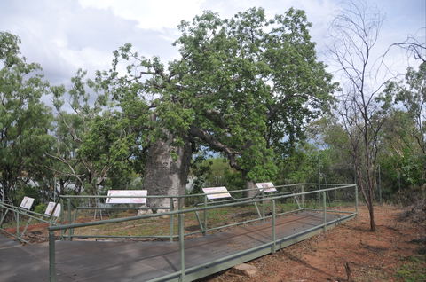 Gregory's Tree, Timber Creek - Accommodation Broome 1