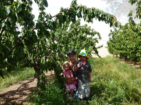 Harben Vale Pick Your Own Cherries - Accommodation Broome 0