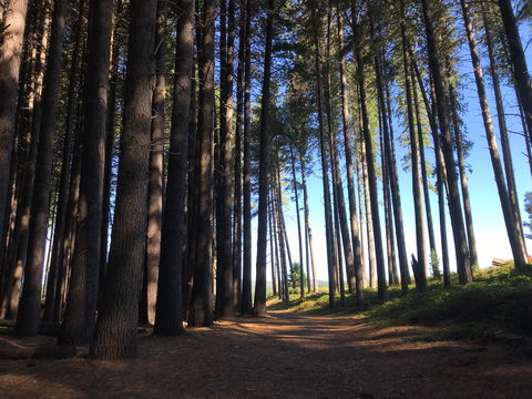 Mountain Bike Trails Tumbarumba - Accommodation Broome 0