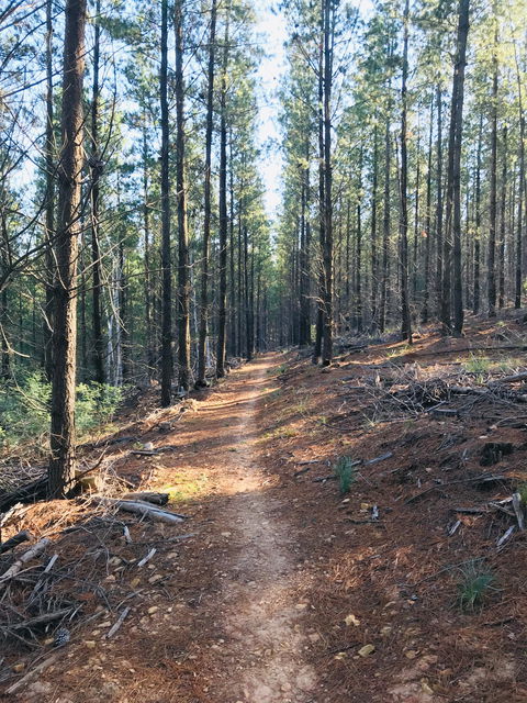 Mountain Bike Trails Tumbarumba - Accommodation Broome 1