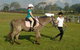 Port Macquarie Horse Riding Centre - thumb 1