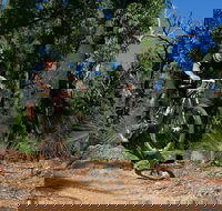 Scorpion Trail Kalamunda Mountain Bike Trails - Accommodation Broome