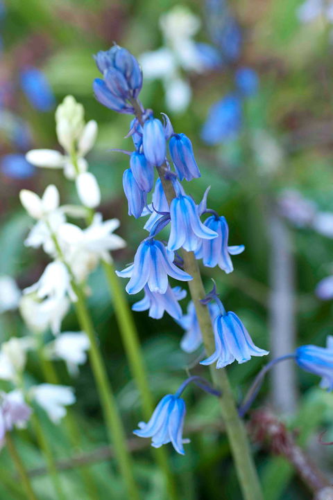 Wildwood Garden - Accommodation Broome 1