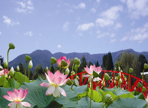 Blue Lotus Water Garden - Accommodation Broome 0