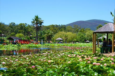 Blue Lotus Water Garden - Accommodation Broome 1