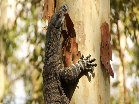 Blue Gum Hills Regional Park - Accommodation Broome 0