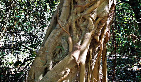 Bundagaree Rainforest Walk - Accommodation Broome 0
